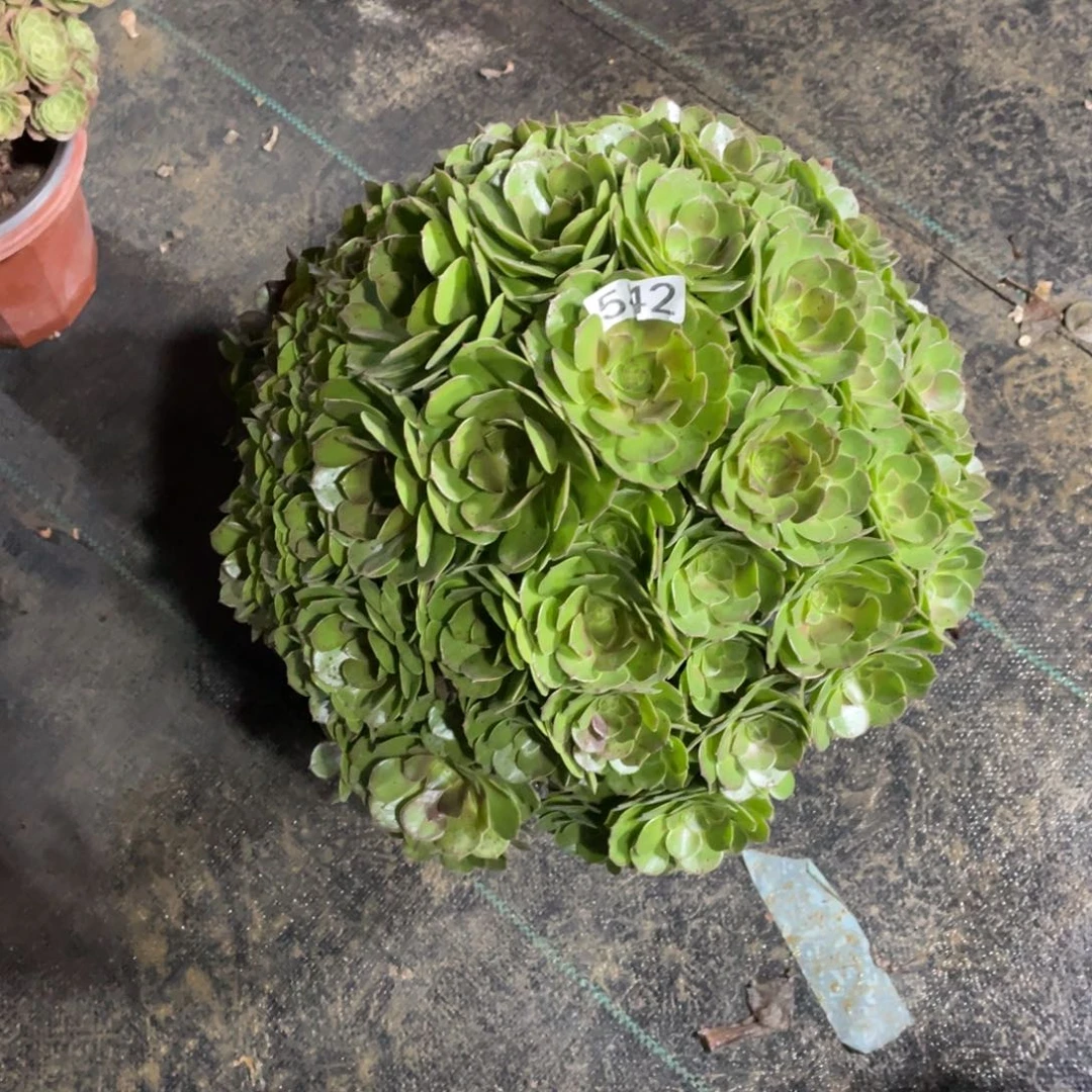 万圣节掐心老桩法师