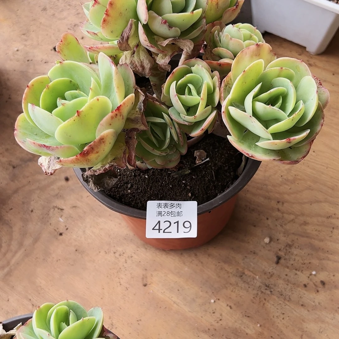 9号蓝*我们的确是一4219