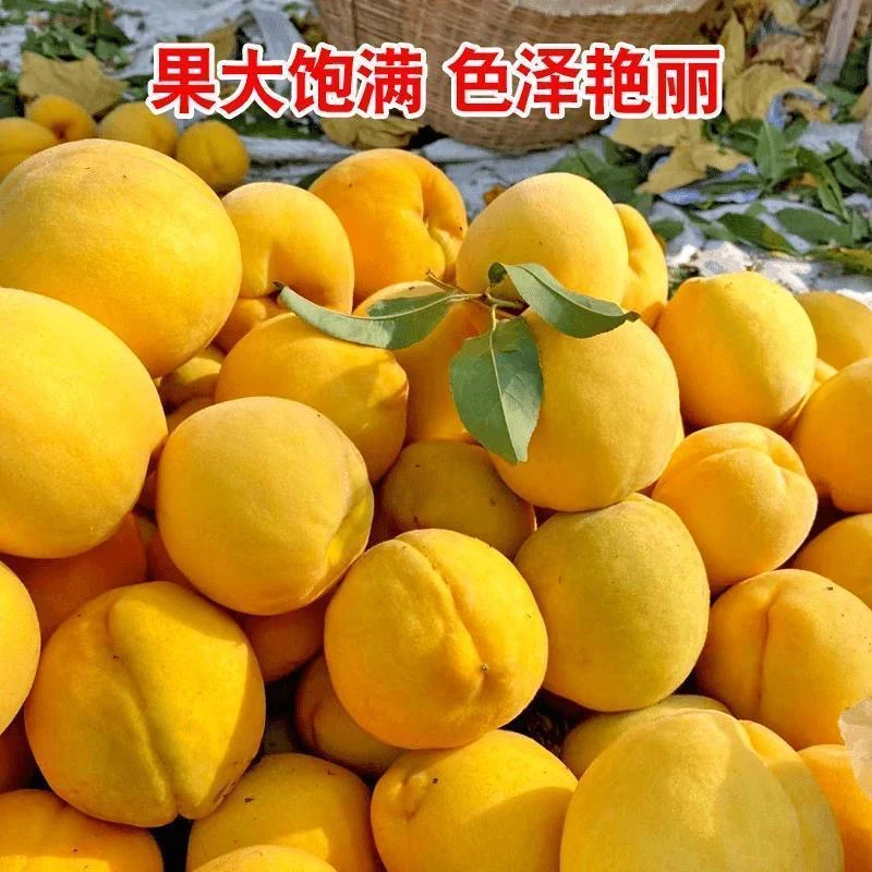 【正宗、黄桃】锦绣大黄桃露天种植现摘现发脆甜爆汁新鲜