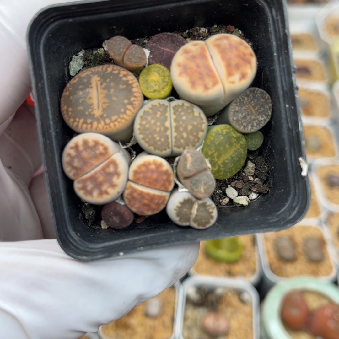 多肉植物一物一拍5