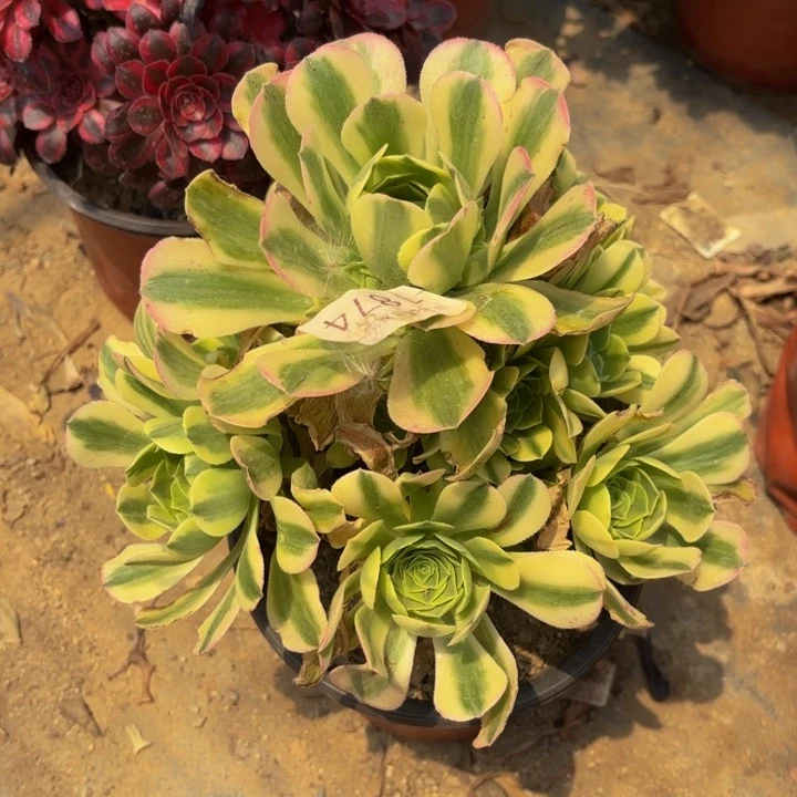 金丝翡翠多肉处理不包断头1874