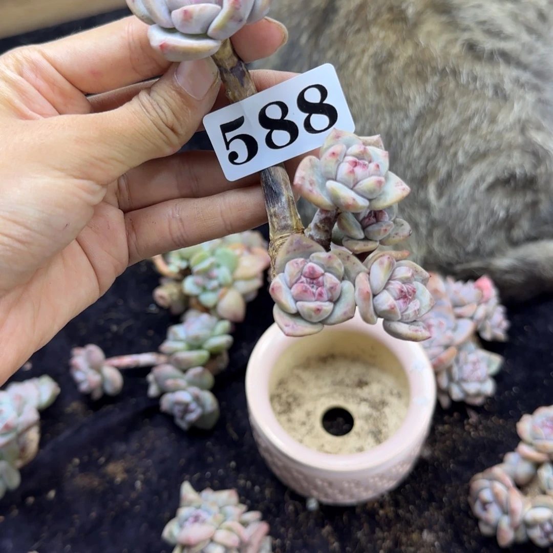 星影瑕疵价一物一拍588