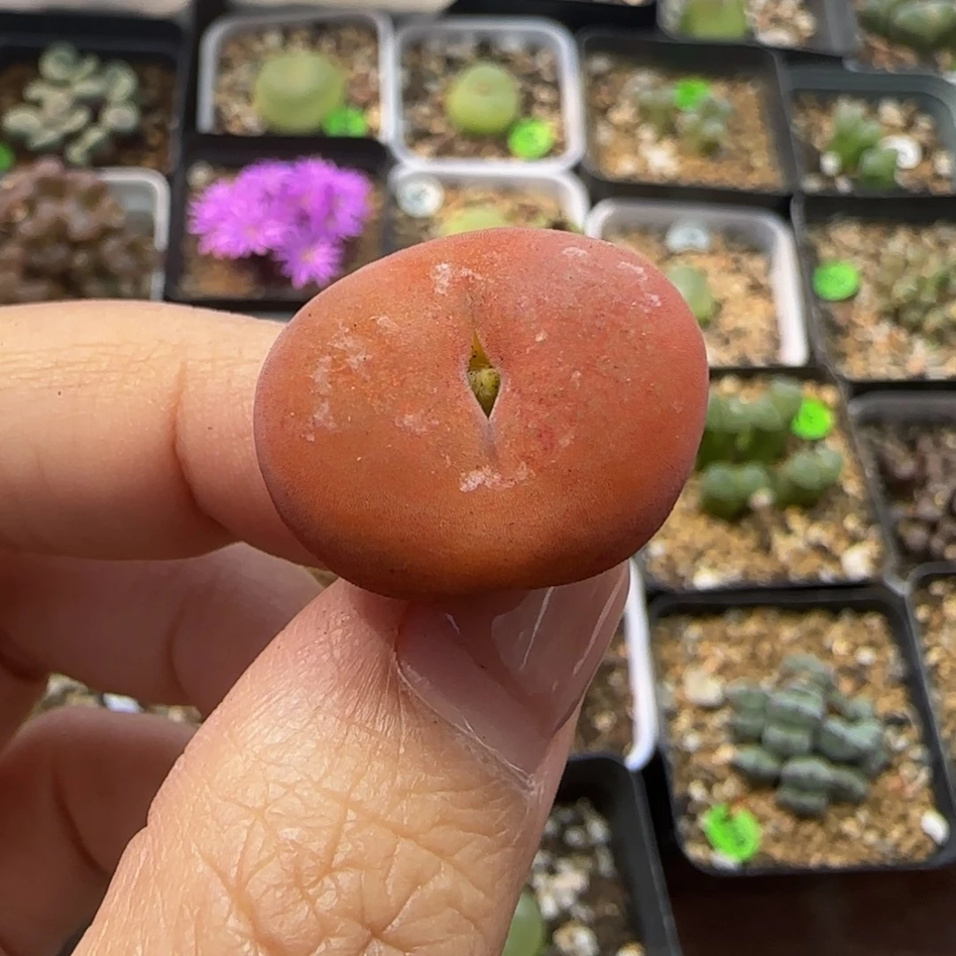 水蜜桃2.1（多肉植物438