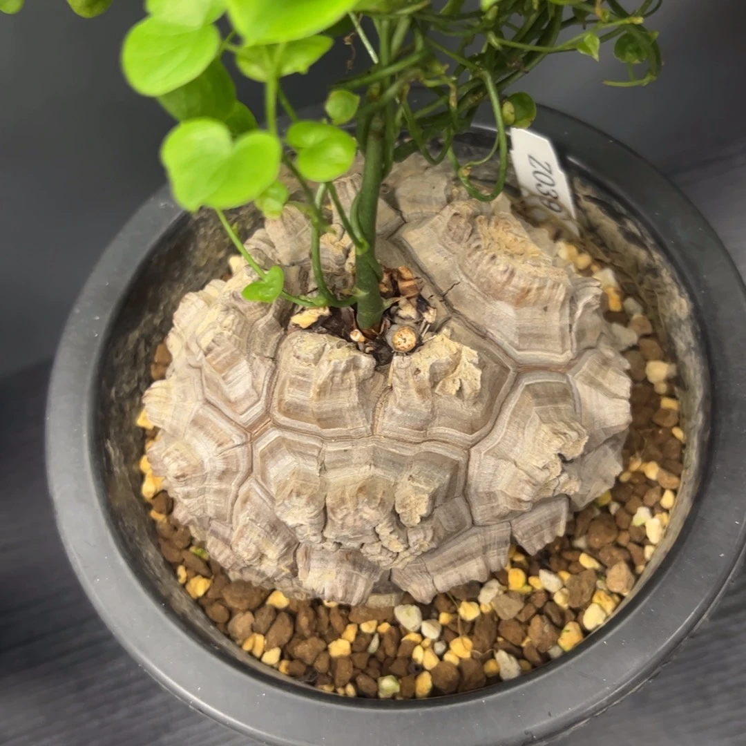 精品盆栽养定的龟甲龙039号