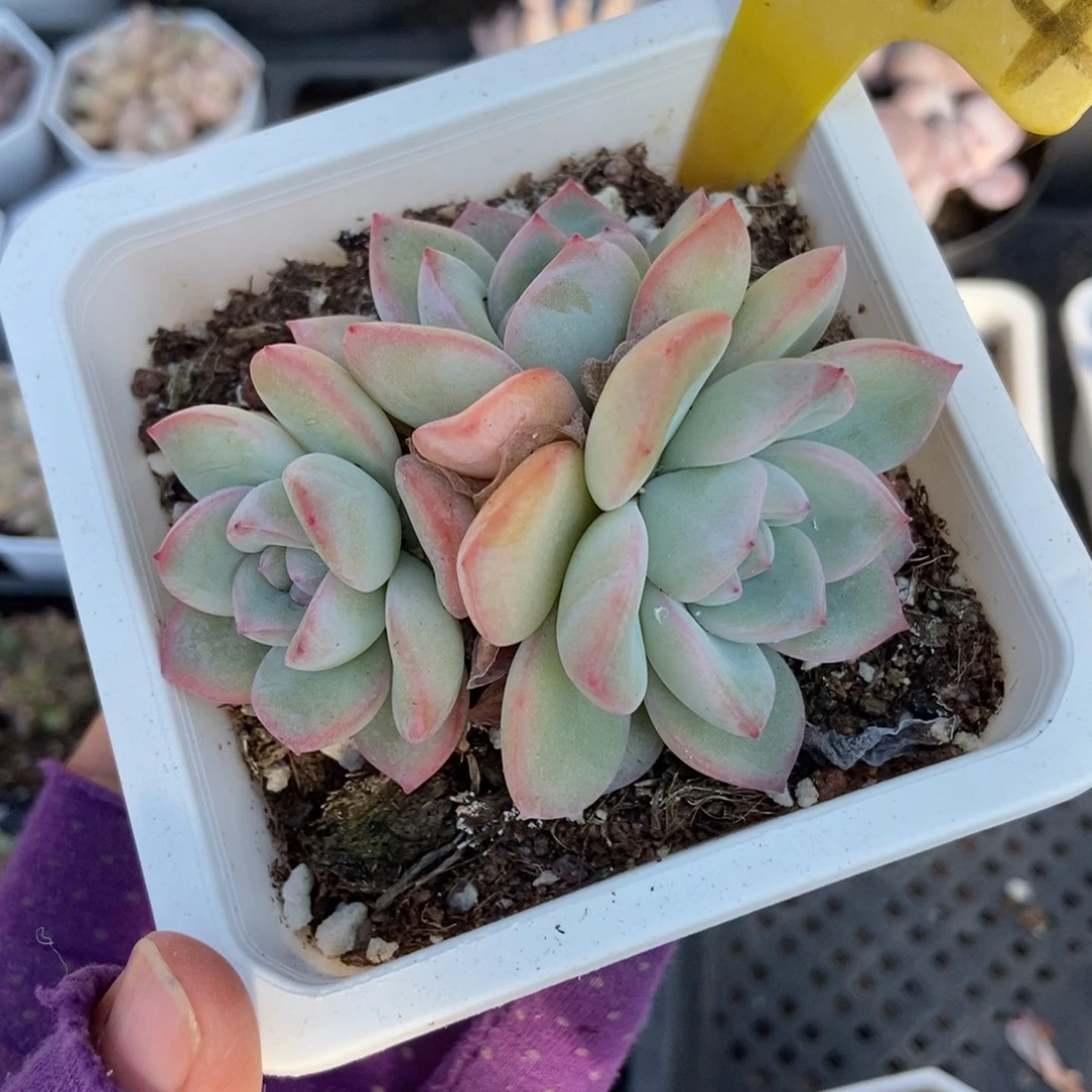 2014泡芙多肉植物