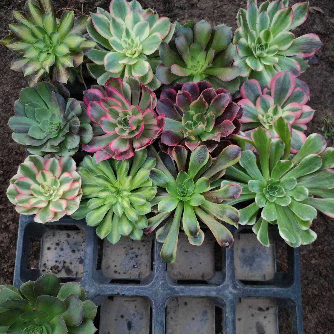 法师锦箱拍无售后断枝断头