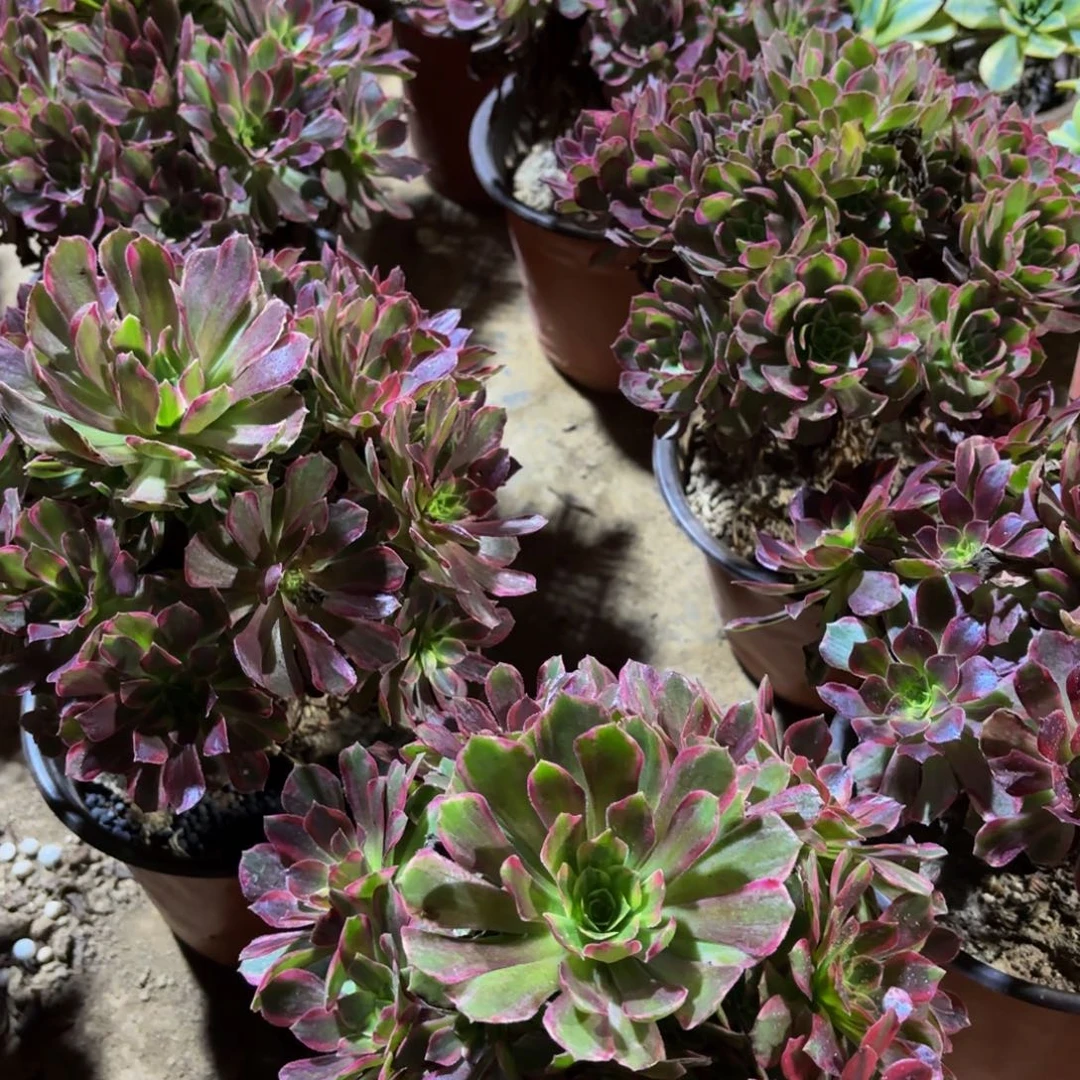 安娜12.8法师多肉木质