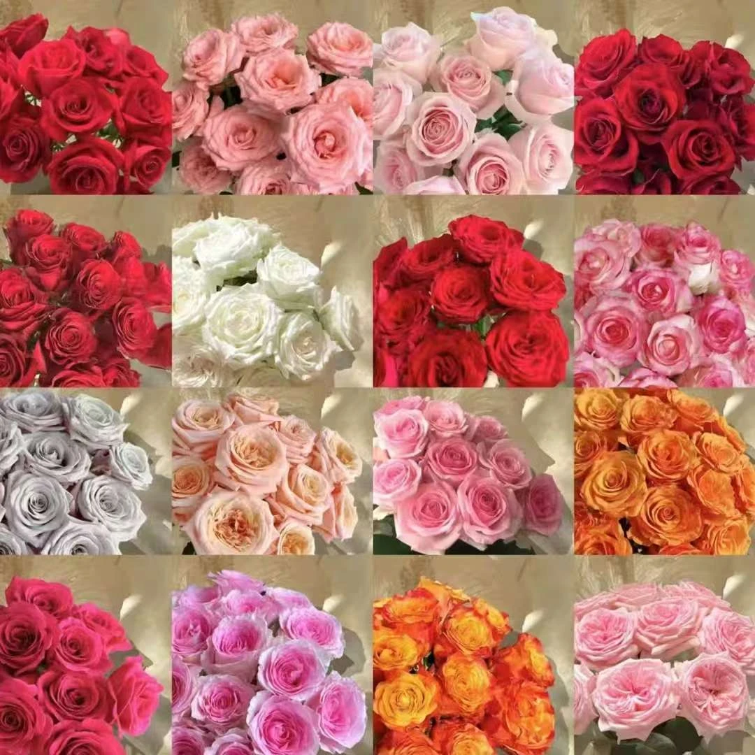 【基地玫瑰】40枝任意基地玫瑰  云南鲜花基地直发（2-3个不同品种）