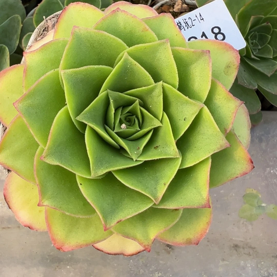 HR818不知名福利捡漏