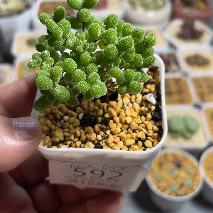 k***u佳人园艺生石花592