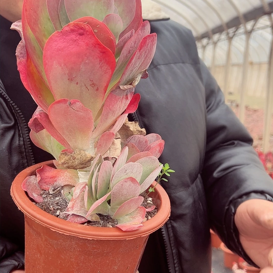 唐印大单头带仔多肉