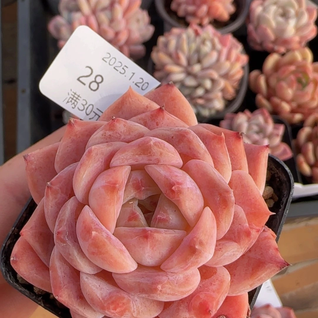 草莓冰魄单头一颗脱土