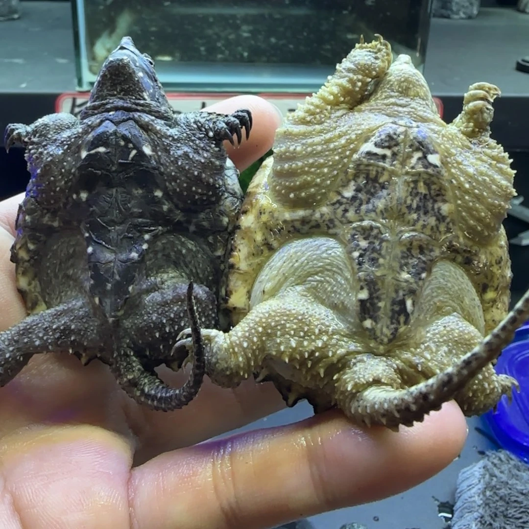 绿毛龟母5.多公分左右