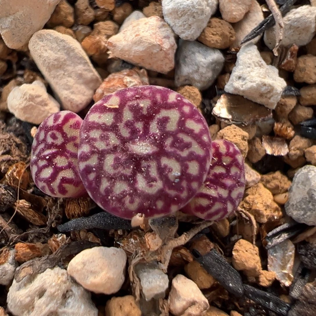 20多肉植物百科知识