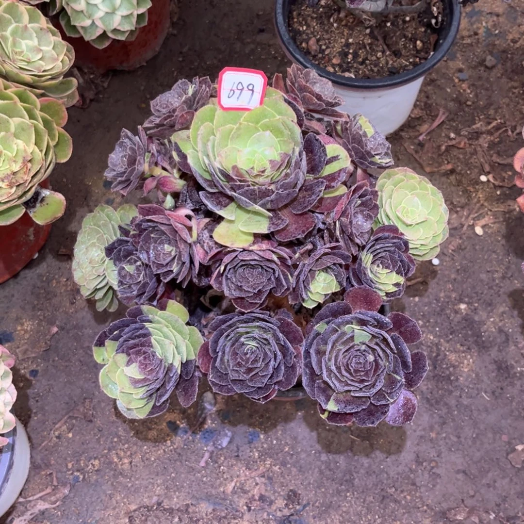 699多肉植物花花公子黑美人