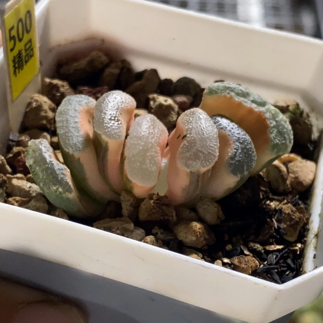 500号糊斑浮藻玉扇锦