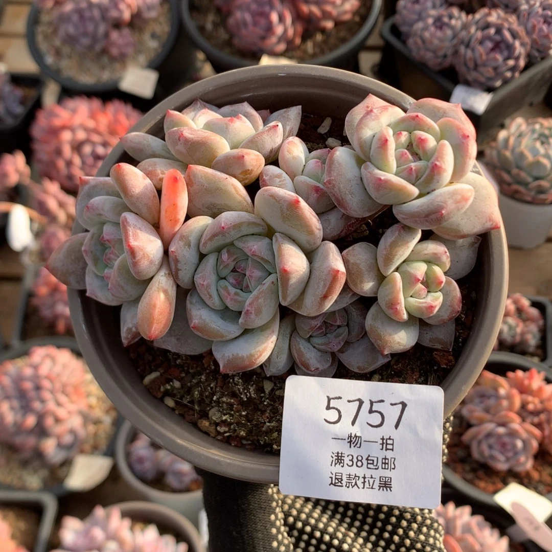 12厘米七头有砍绿底油透脸石榴籽 5757