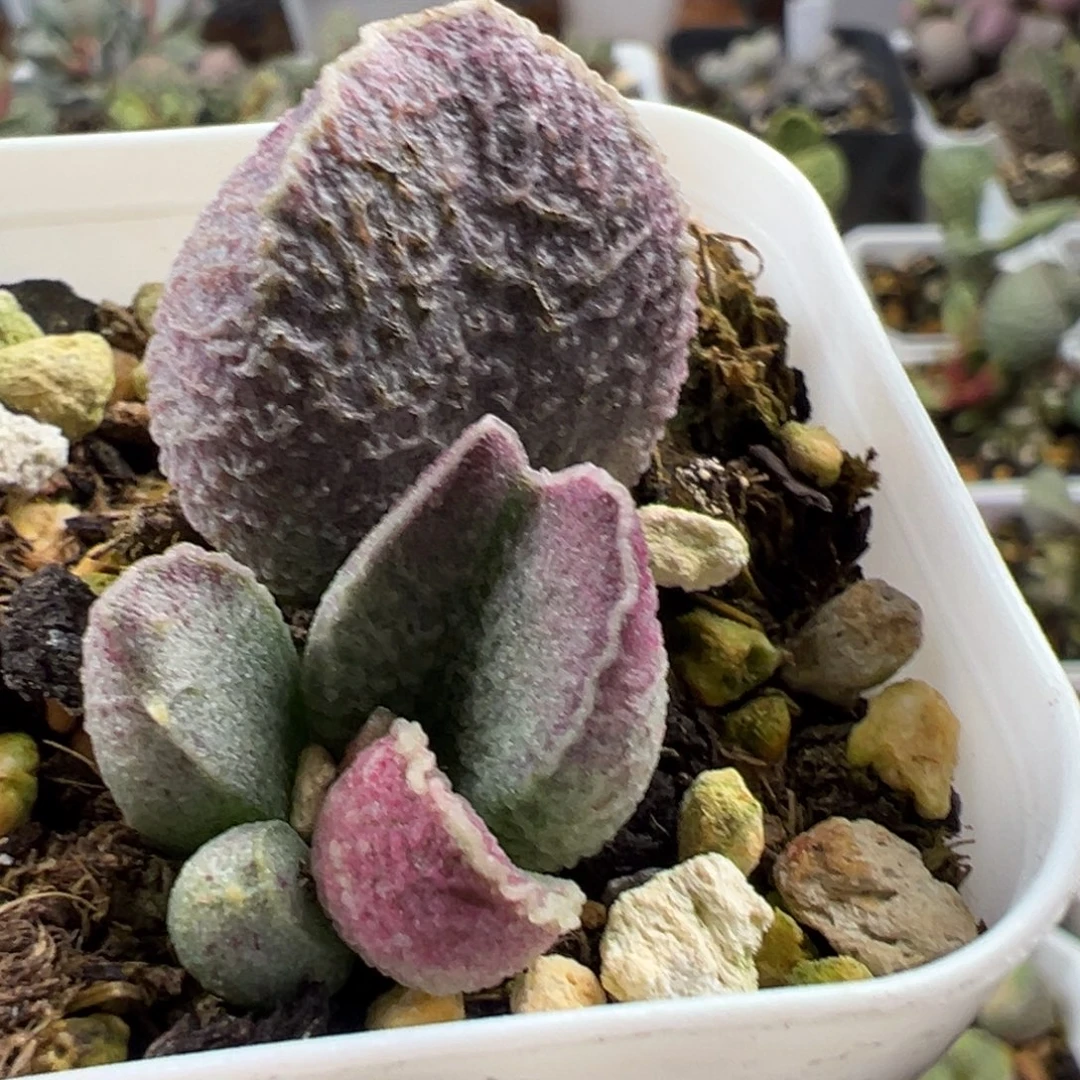 哈莫猪肝大苗多肉植物