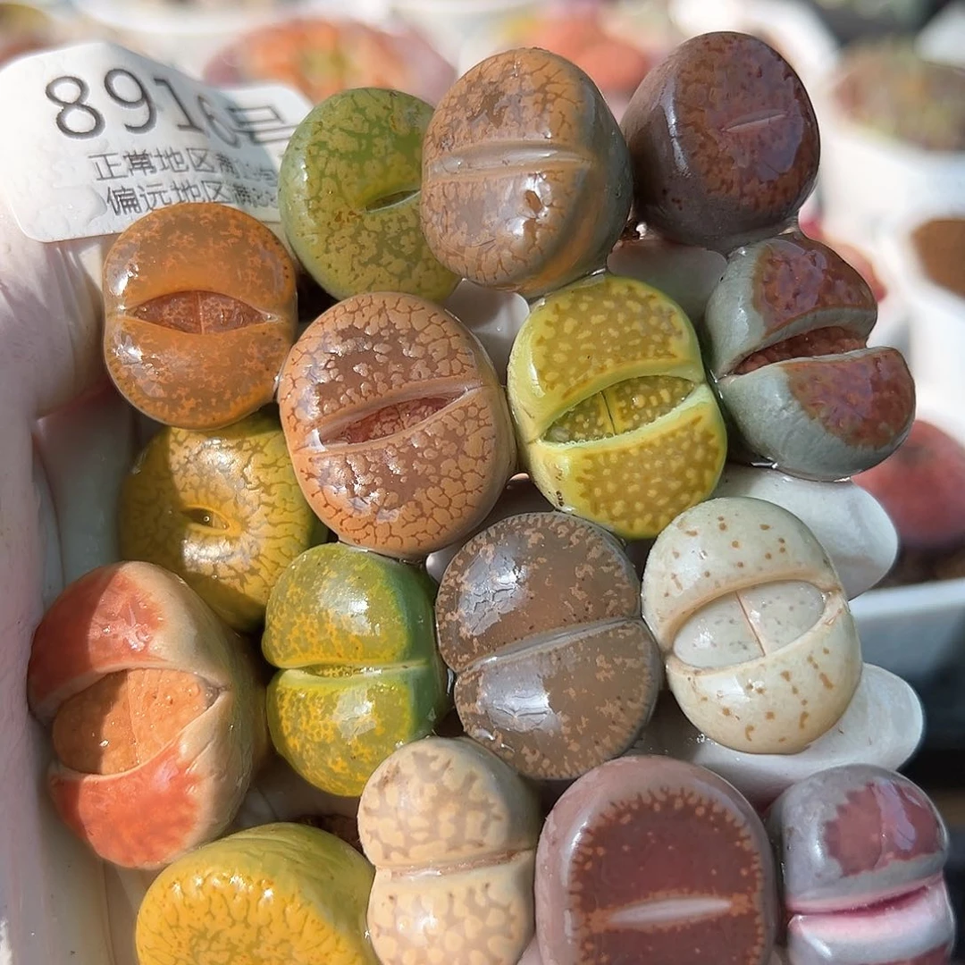 好养易活生石花大母本8916共16颗