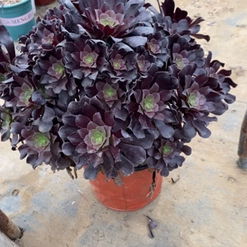 欧紫29多肉植物法师