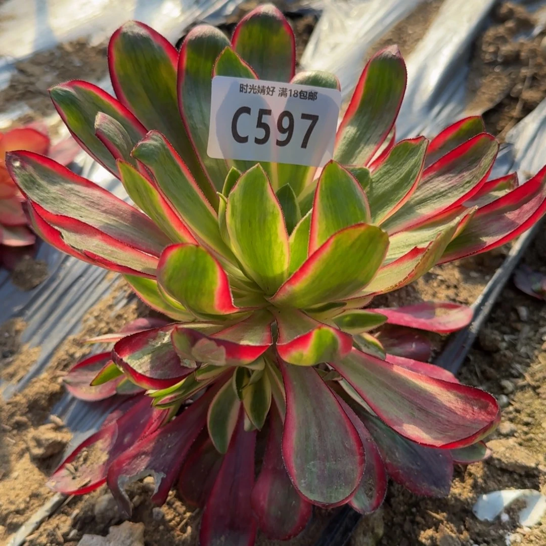 597烈焰多肉植物