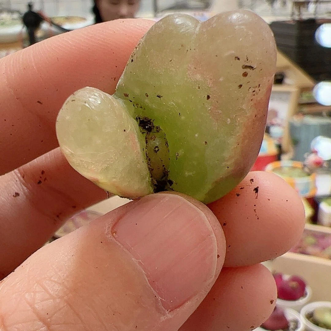 【闪购商品】67 缀