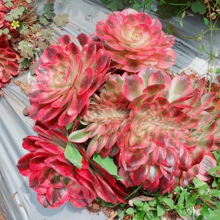 荔枝缀化啊啊啊啊