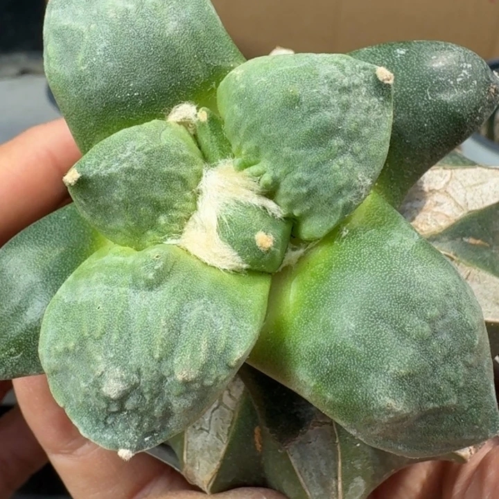 【闪购商品】无花朵大尤怒涛183