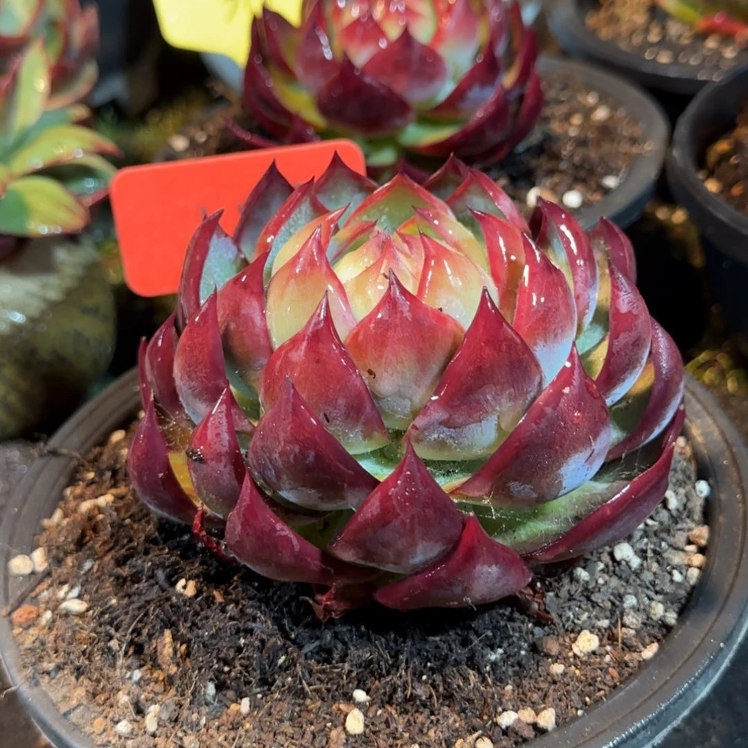 包子惊鸿一物一拍包装收缩花旱