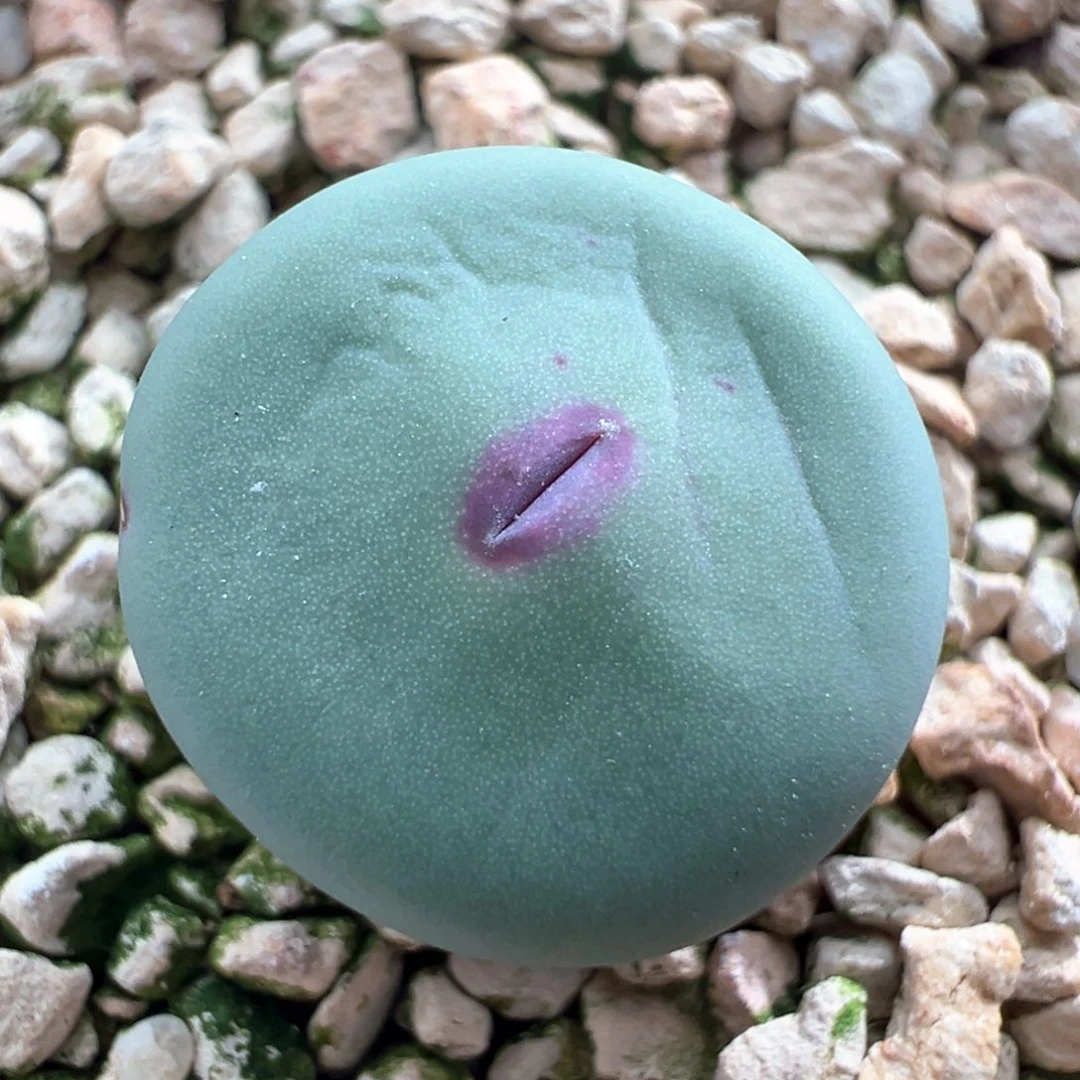 792。优选Dows嘴 多肉