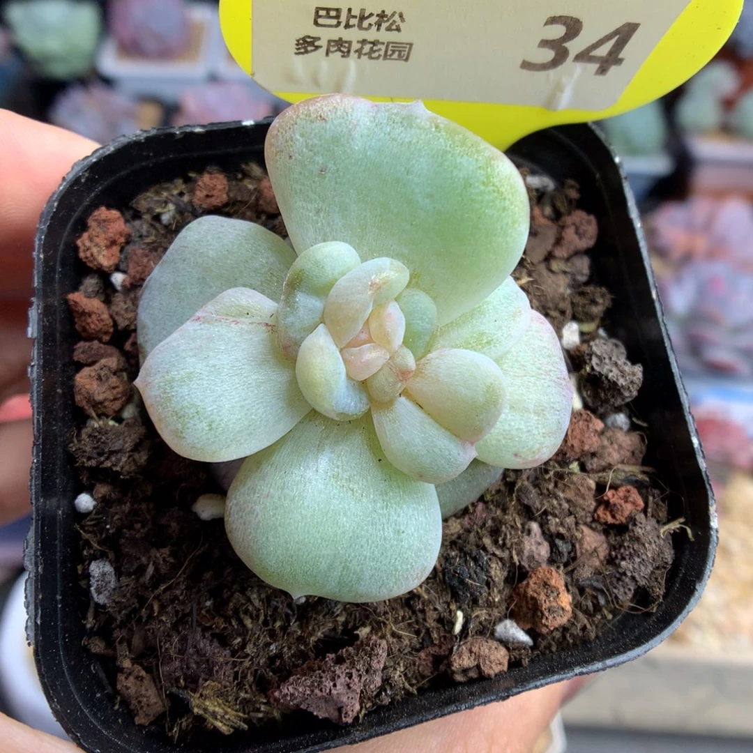 34珍妮石化多肉植物