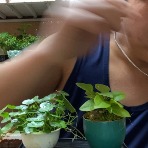 红陶一物一拍所见即所得113