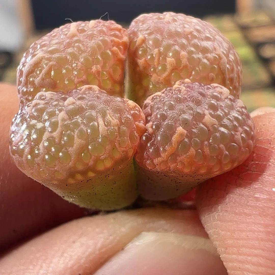 0000888 一物一拍泡泡勋章杂交