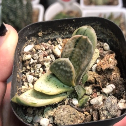 奶油蜗牛白锦带盆发货哈哈