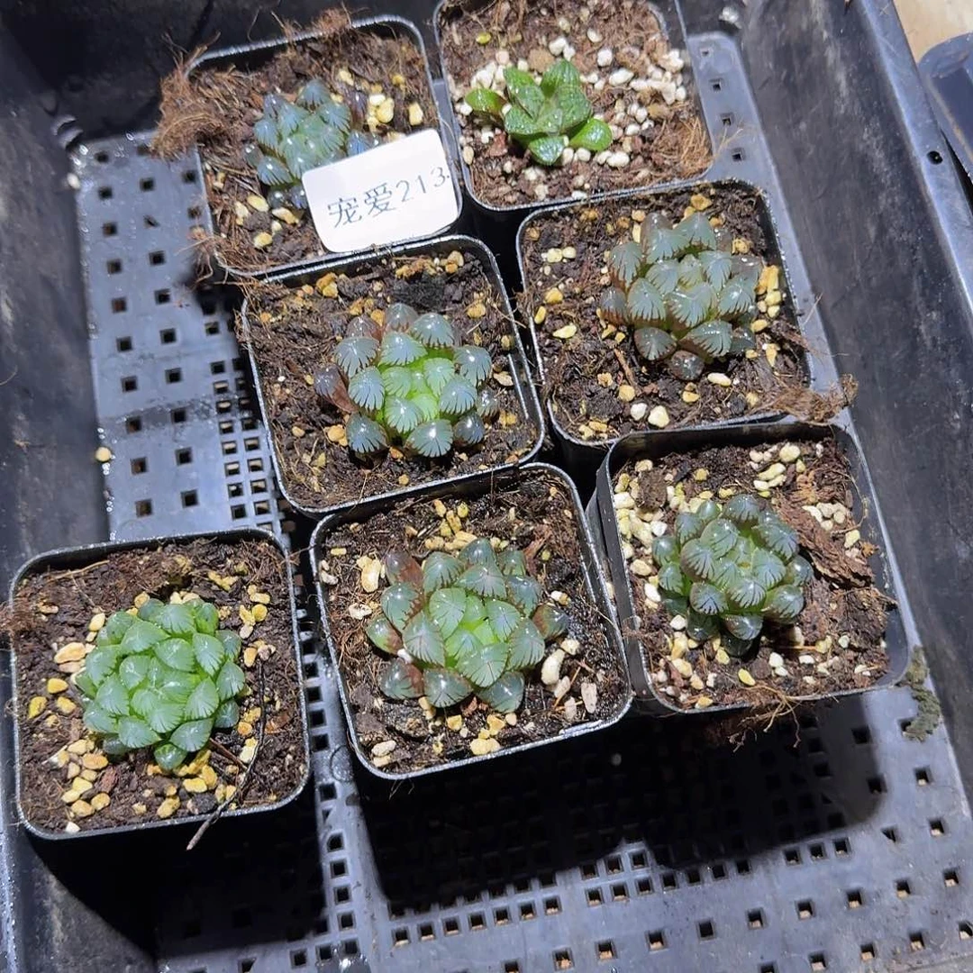 直播福利一物一拍213