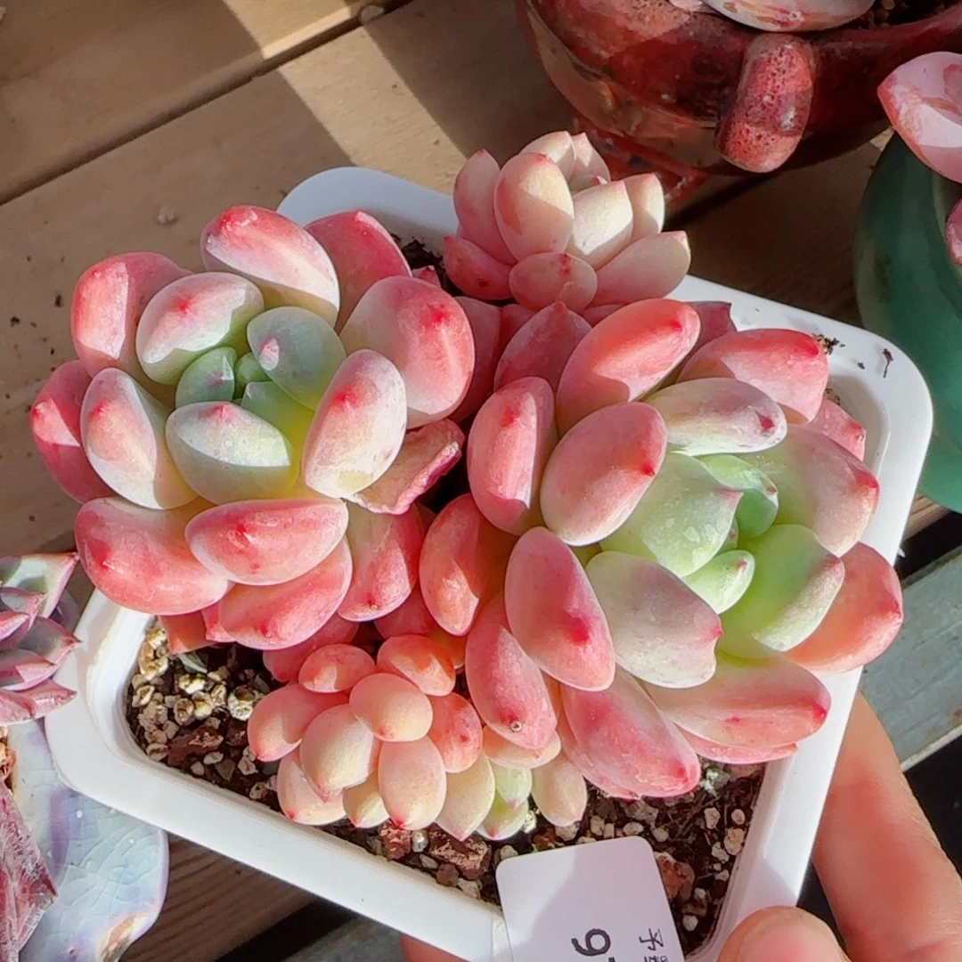 望舒群，9798多肉植物