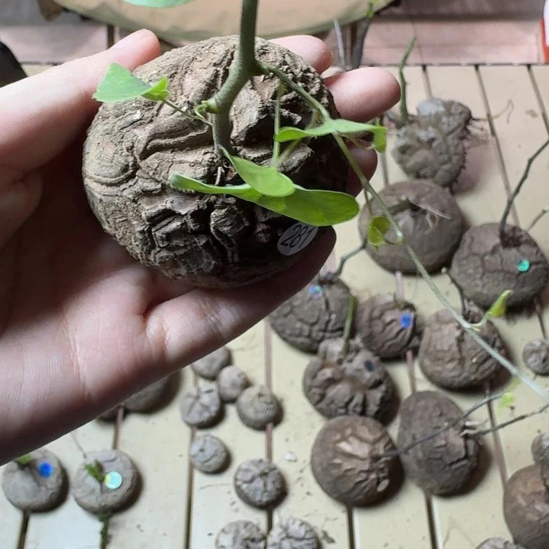 281南非龟甲龙哈哈哈