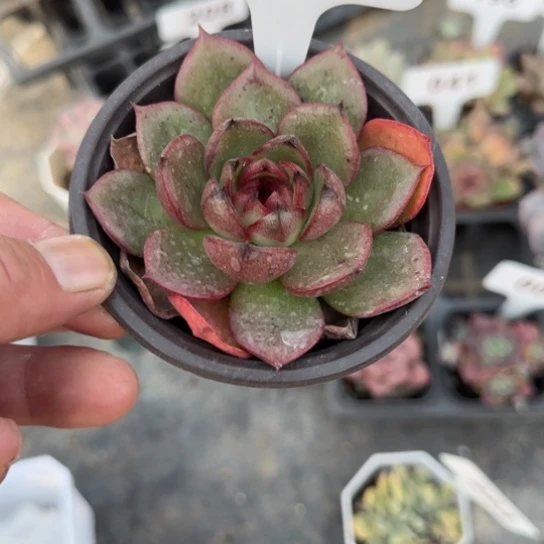 151珊果珍妮多肉植物多