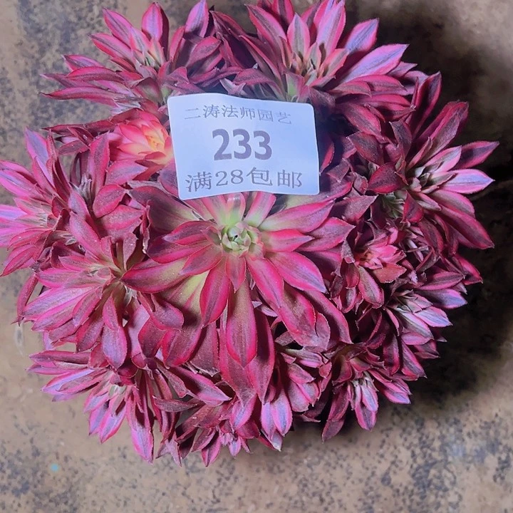 岁**好233凤凰超白多肉植物