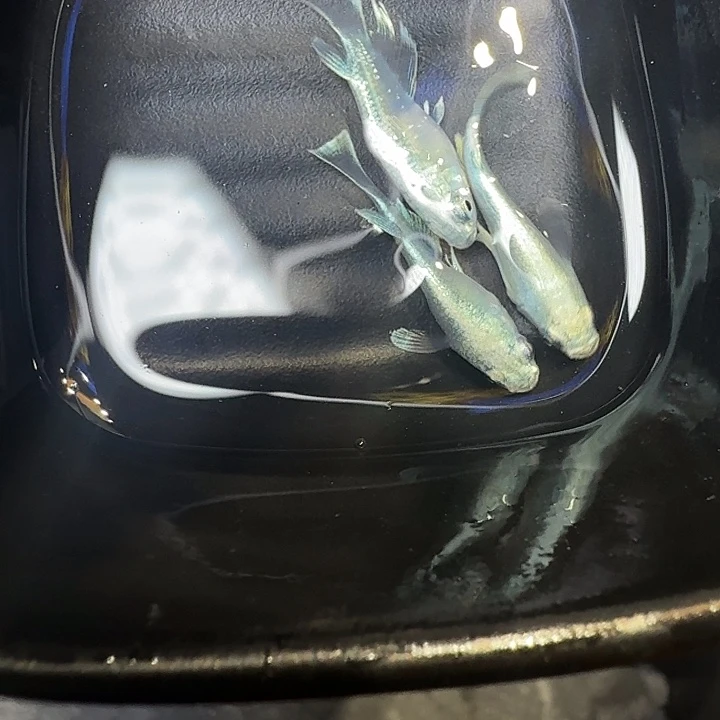 青鳉鱼50号拍品天使短体