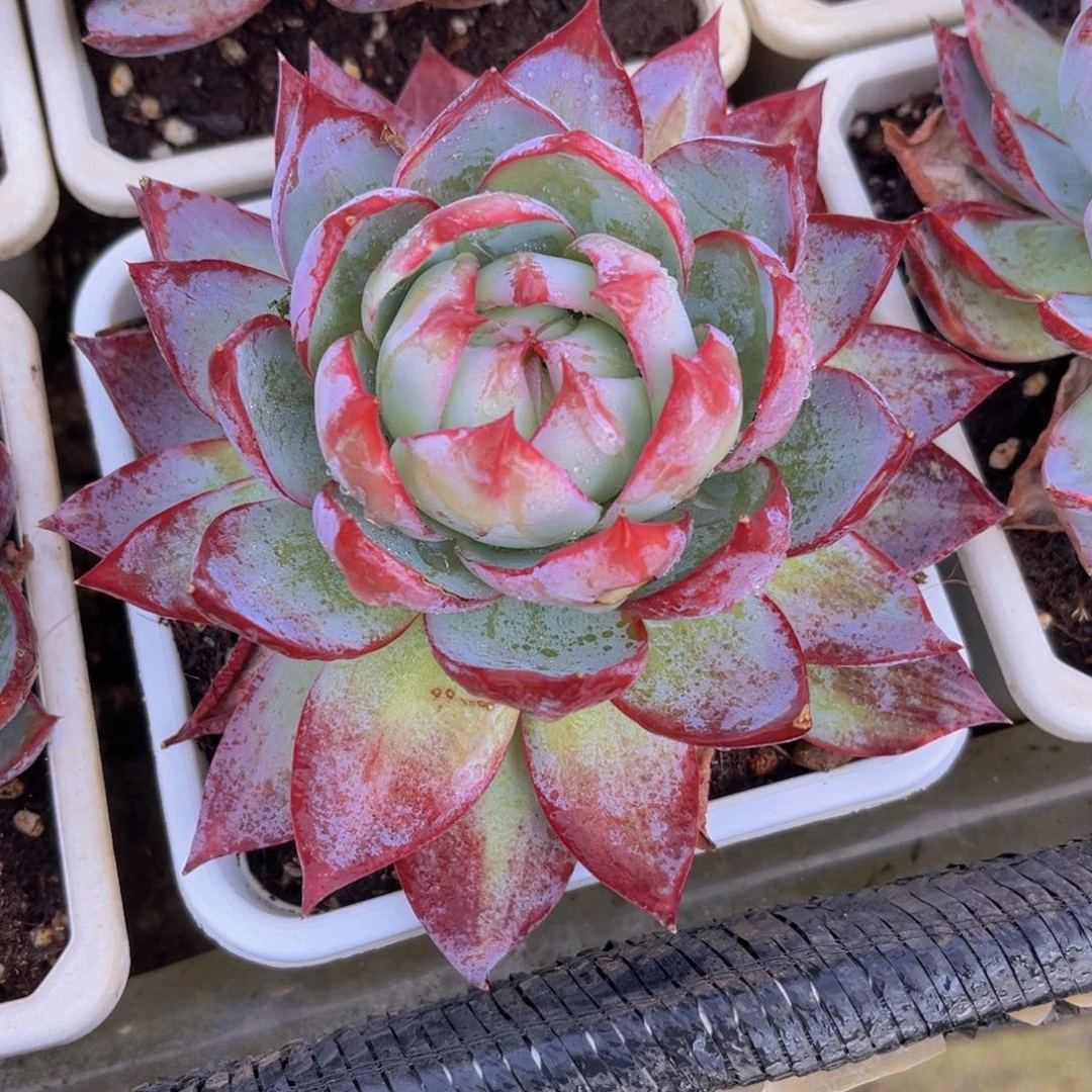 惊鸿13公分999999999