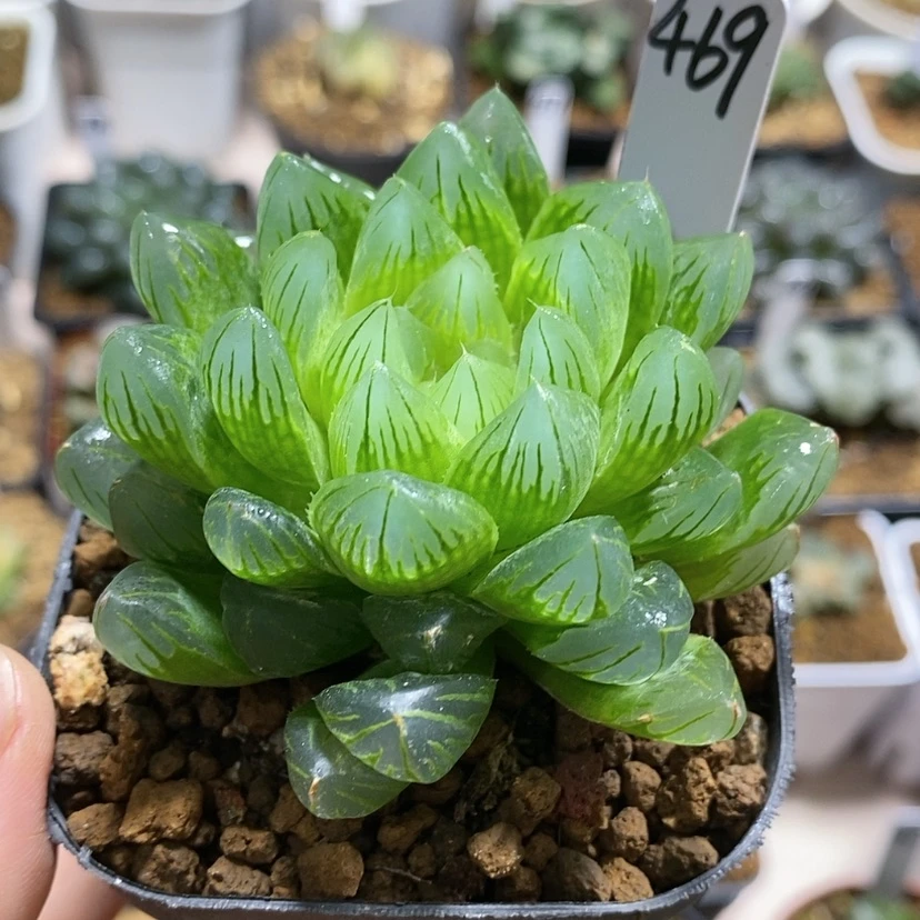 【闪购商品】469龙鳞