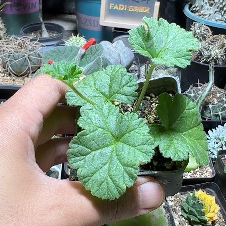 408香草冰激凌洋葵带盆发货一个随机