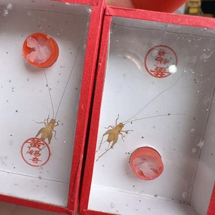 蟋蟀过冬中黄龄2只漂亮