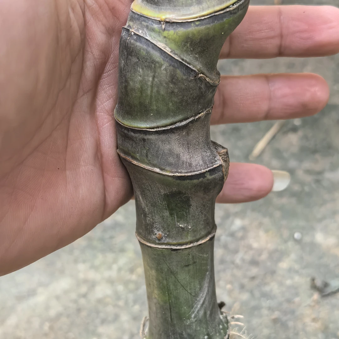 江西抚州红心种竹适合荒山荒地种植