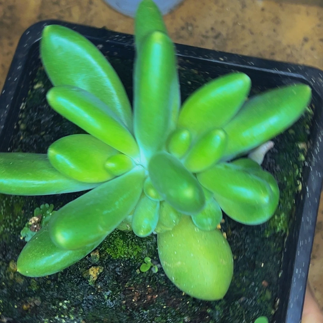 小***猫小懒猫 摩尔根 寄养