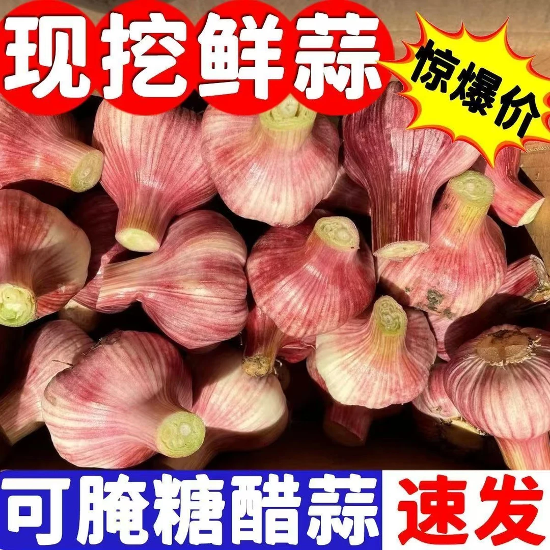 【新鲜湿蒜头茬大蒜白紫皮头茬蒜头产地现挖现发特色农产品三斤
