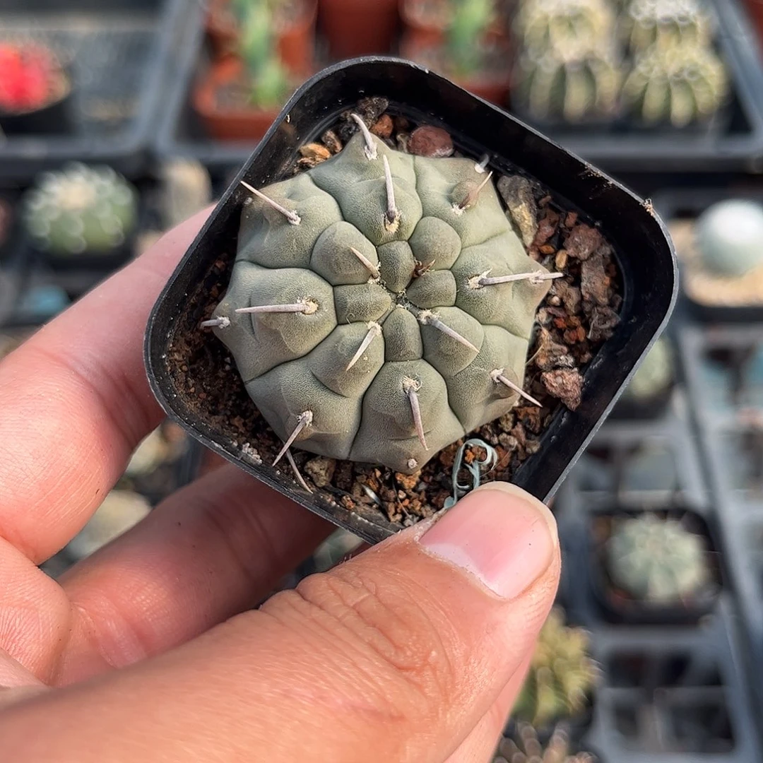 一本刺单头发货单头