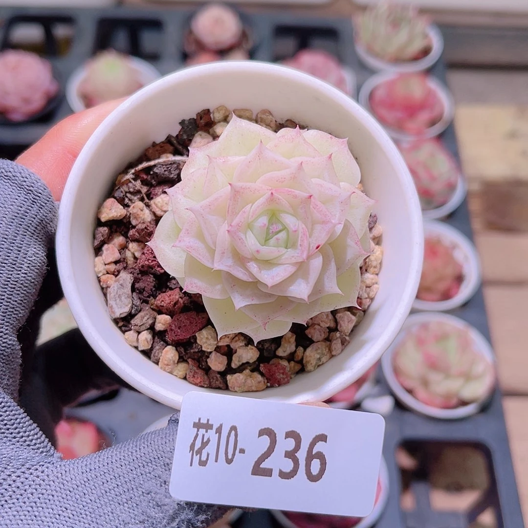 花10-236白天鹅单头