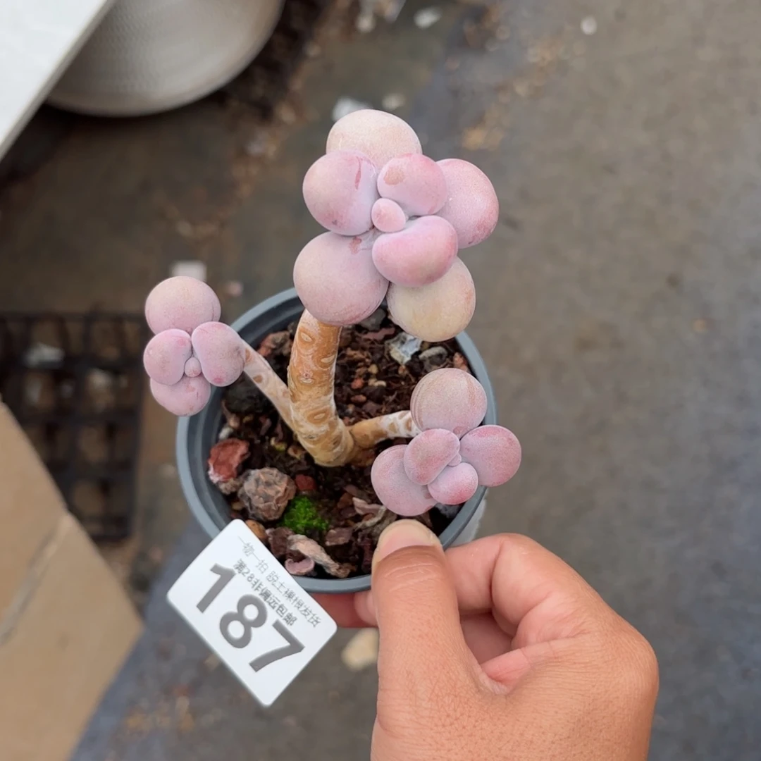 老树腰子蛋老桩无盆土发货